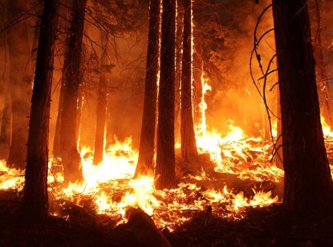 Forest engulfed in flames during a wildfire.