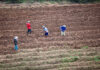 Four people working on a terraced farm field.