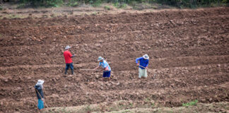 Four people working on a terraced farm field.