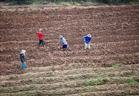 Four people working on a terraced farm field.