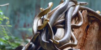 Several snakes coiled together on a log.