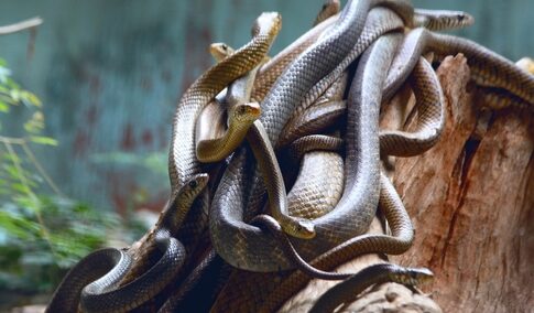 Several snakes coiled together on a log.
