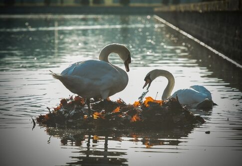 Two swans on a lake surrounded by leaves.