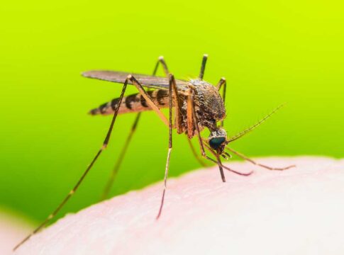 Close-up of a mosquito biting human skin.