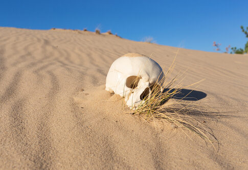 A skull partially buried in sand with sparse grass around it