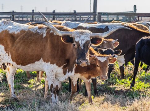 Longhorn cattle herd standing in a corral